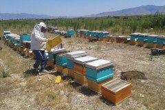 Zeba-Hayit-Cicek-Bali-103