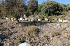 Zeba-Hayit-Cicek-Bali-104