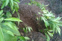 Zeba-Mandalina-101