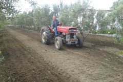 Zeba-zeytin-101
