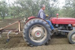 Zeba-zeytin-103