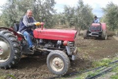Zeba-zeytin-105
